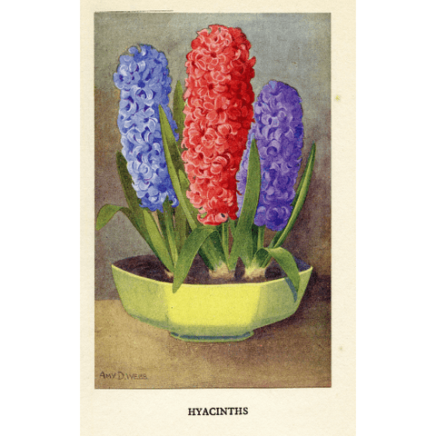 Vintage Botanical Print 'Hyacinths', Vintage Flower Print, Horticulture Prints, Botanical Illustration, Botanical Art, Garden Flowers