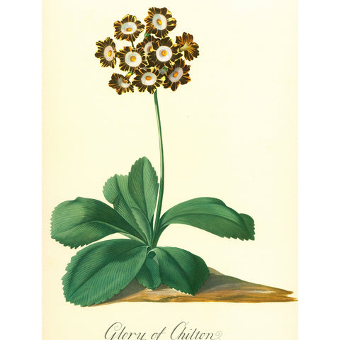 Antique Botanical Colour Georg Ehret Print 'Glory of Chilton', Vintage Botanical Print, Botanical Art, Horticulture Print