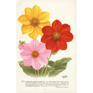 Vintage Botanical Print 'Carters 'Carters Pigmy Dahlia', Vintage Garden, Horticulture Print, Botanical Art