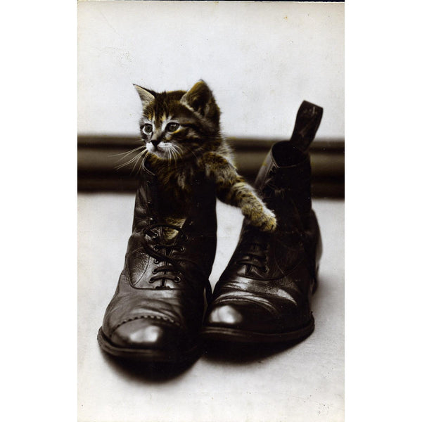 Philco Publishing Co. Real Photograph Postcard Kitten in Shoe