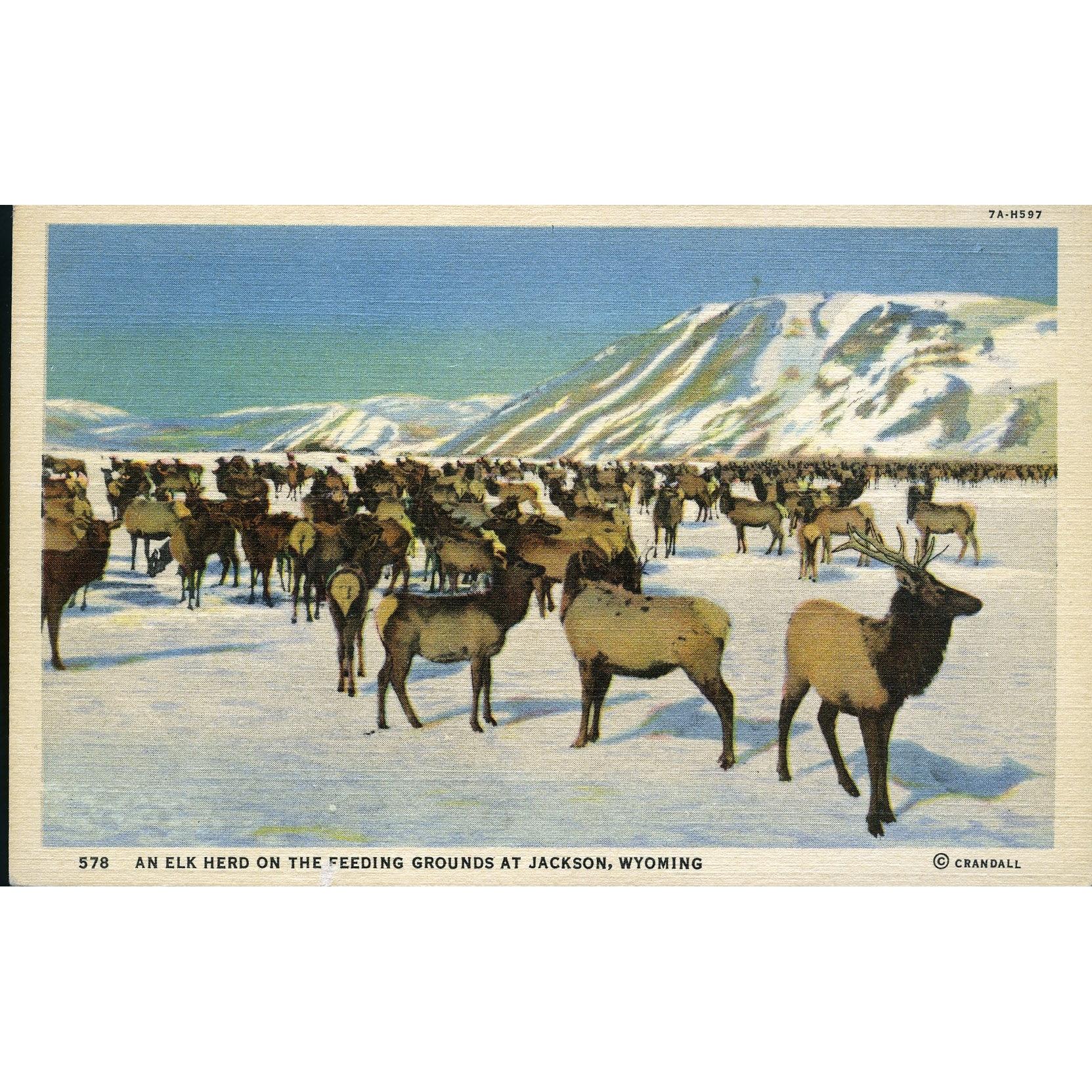 C. T. Art-Colortone' Postcard 'An Elk Herd in the Feeding Grounds at Jackson, Wyoming'