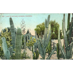 Postcard 'Cacti in City Park, Riverside, California'