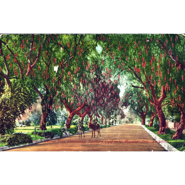 Postcard 'Pepper Tree Driveway, Southern California, Marengo Ave., Pasadena'