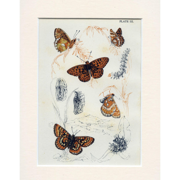 Lithographic Colour Print of Butterflies Plate 3/10