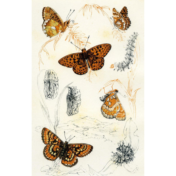 Lithographic Colour Print of Butterflies Plate 3/10