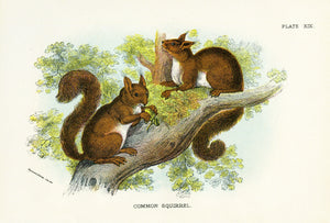 Antique Natural History Print 'Common Squirel' 1896, Vintage Wildlife Engraving Print, Vintage Squirrel Print