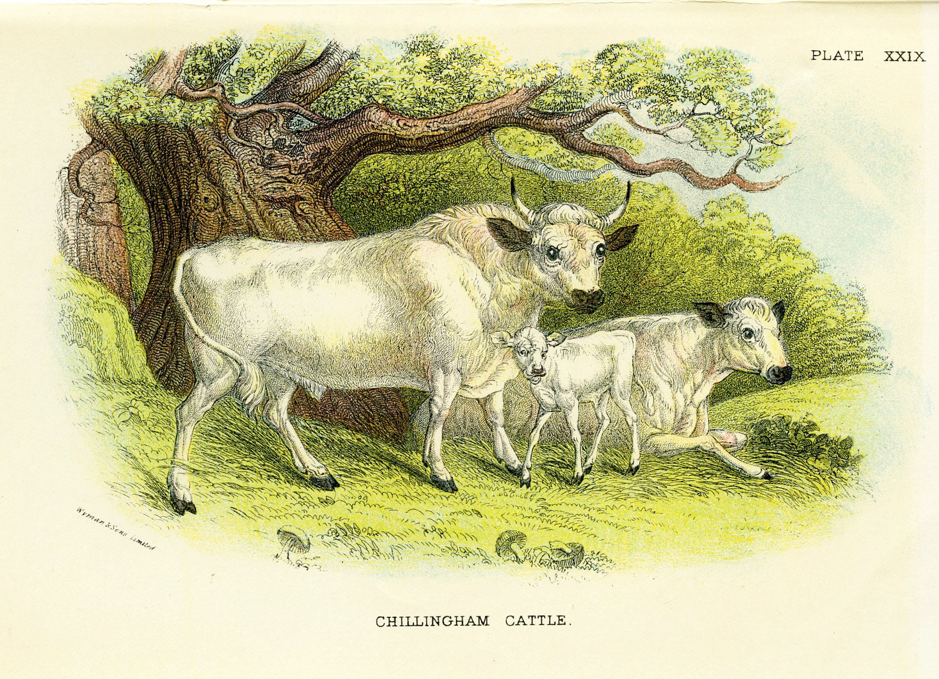 Antique Natural History Print 'Chillingham Cattle' 1896, Vintage Wildlife Engraving Prin