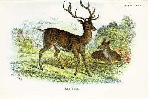 Antique Natural History Print 'Red Deer' 1896, Vintage W