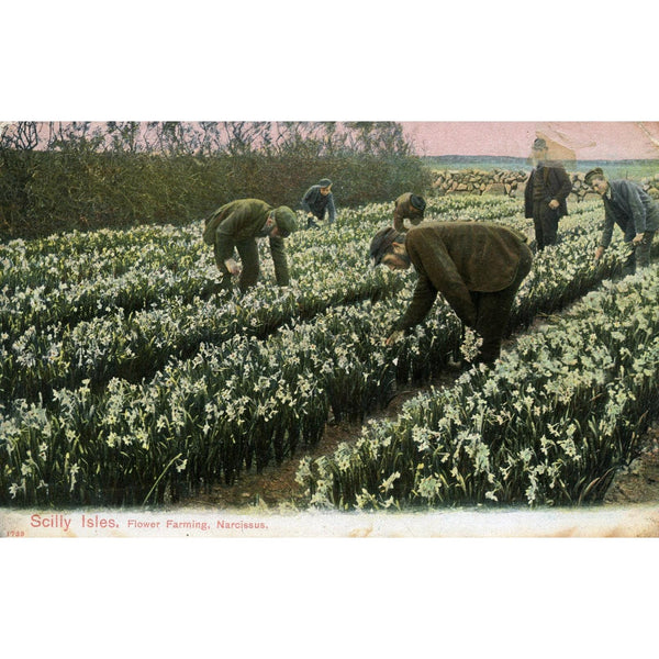 Peacock Brand 'Autochrom' Postcard 'Scilly Isles, Flower Farming, Narcissus'