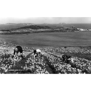 James Gibson Scilly Isles Real Photograph Postcard 'Flower Farm, Scilly'