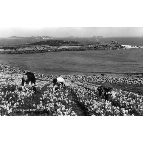 James Gibson Scilly Isles Real Photograph Postcard 'Flower Farm, Scilly'