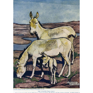 Vintage Natural History Print 'The Onager'