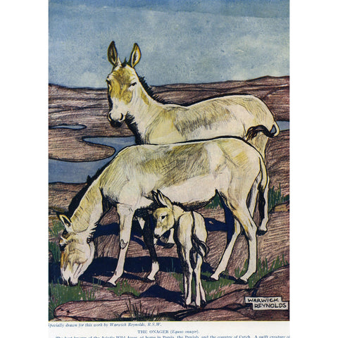 Vintage Natural History Print 'The Onager'