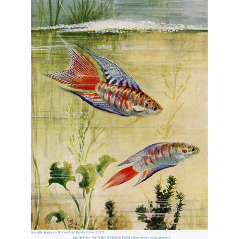 Vintage Natural History Print 'Courting of the Bubble-Fish'