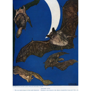 Vintage Natural History Print 'British Bats'