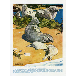 Vintage Natural History Print 'The Grey Seal'