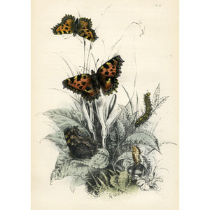 Antique Butterfly Print 1859, Vintage Entomology Print