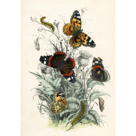 Antique Butterfly Print 1859