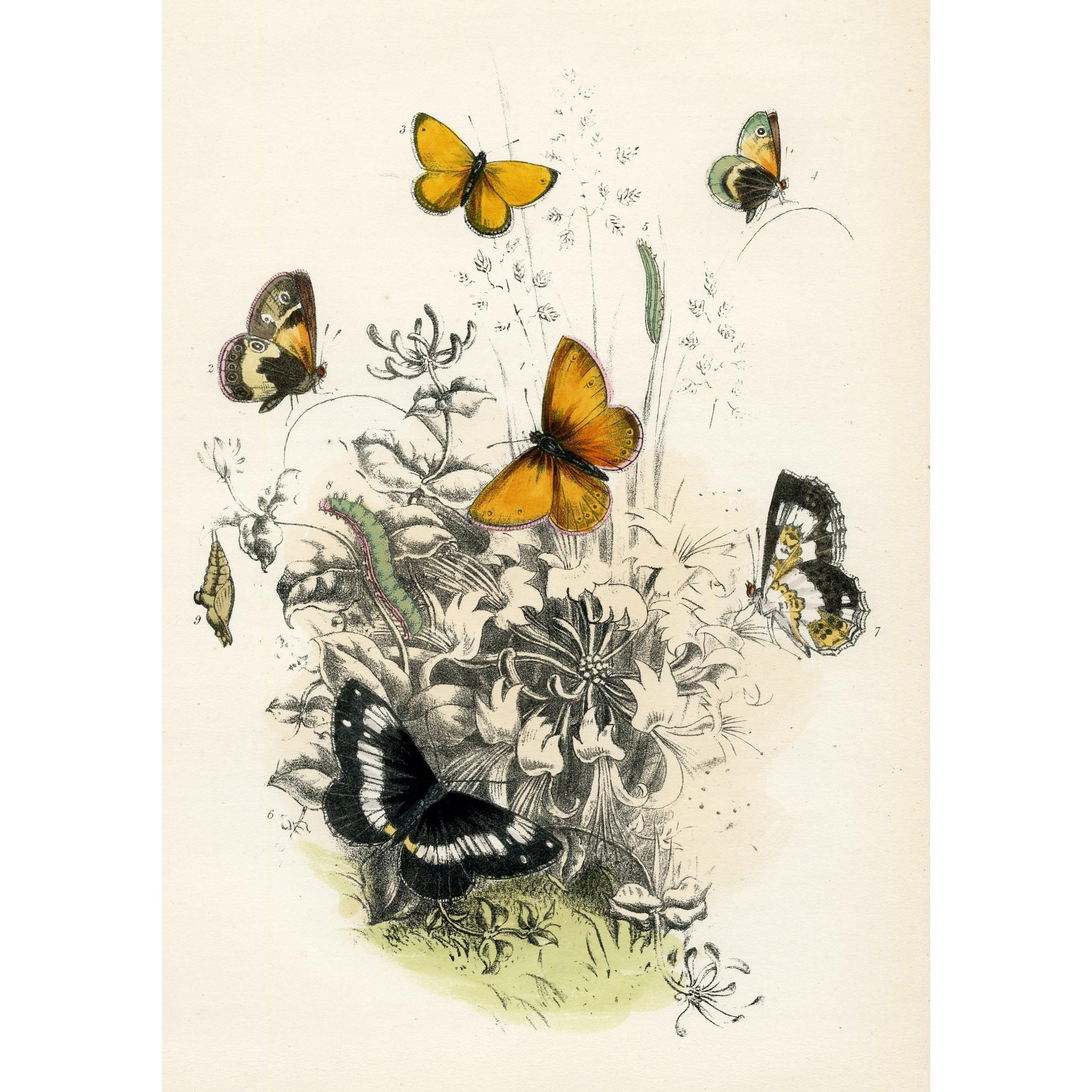 Antique Butterfly Print 1859, Vintage Entomology Print