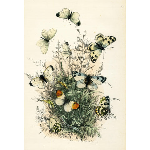 Antique Butterfly Print 1859, Vintage Entomology Print