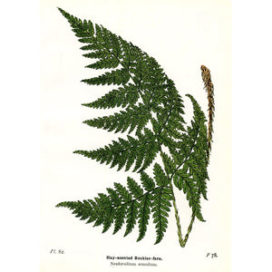 Antique Botanical Fern Print 'Hay-scented Buckler Fern'