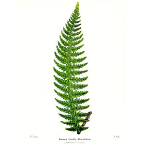 Antique Botanical Fern Print 'Narrow Prickly Shield Fern'