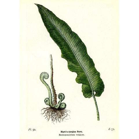 Antique Botanical Fern Print 'Hart's-tongue Fern'