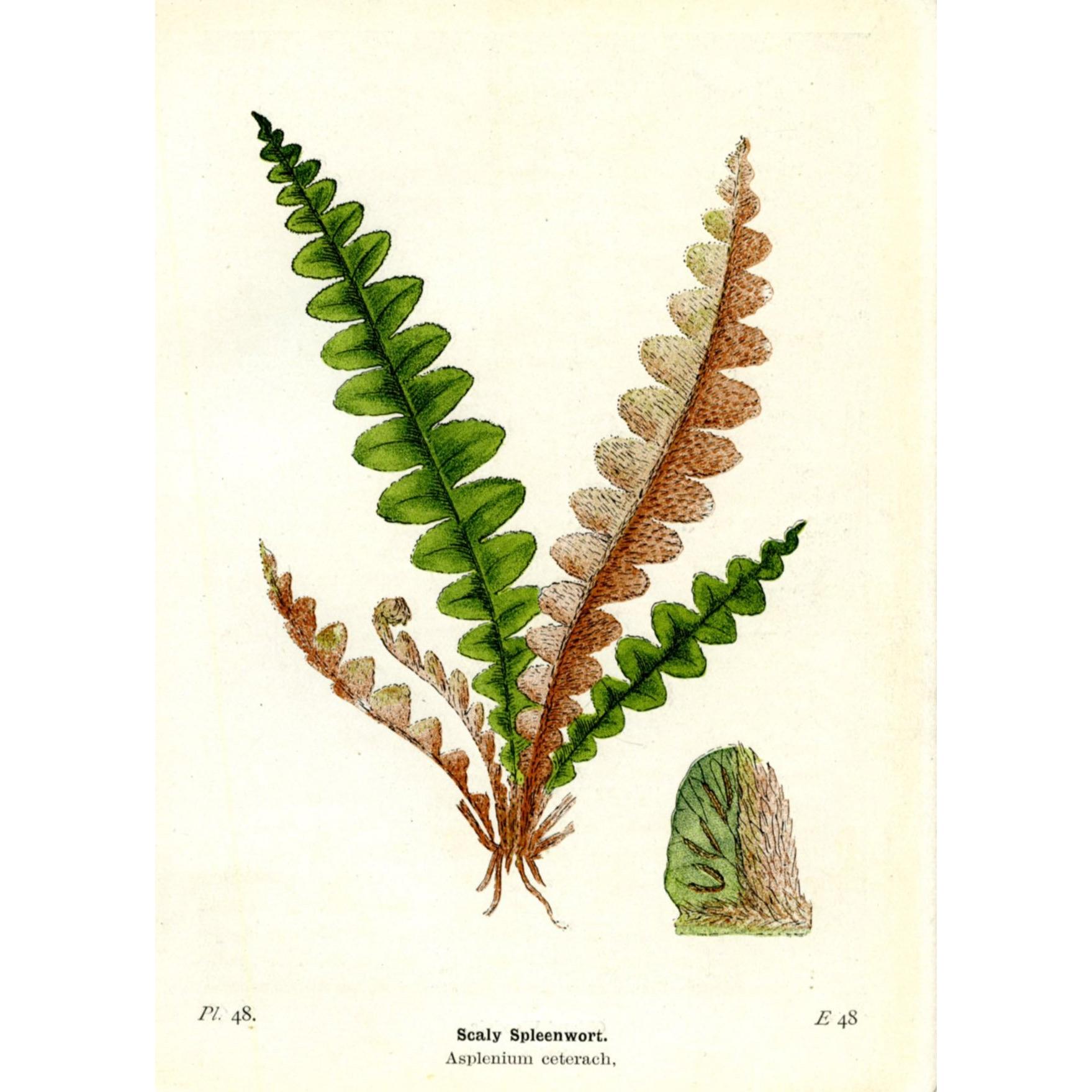 Antique Botanical Fern Print 'Scaly Spleenwort'