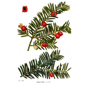 Antique Botanical Tree Print 'Fruits of Yew', Botanical Art, Scientific Botanical Illustration