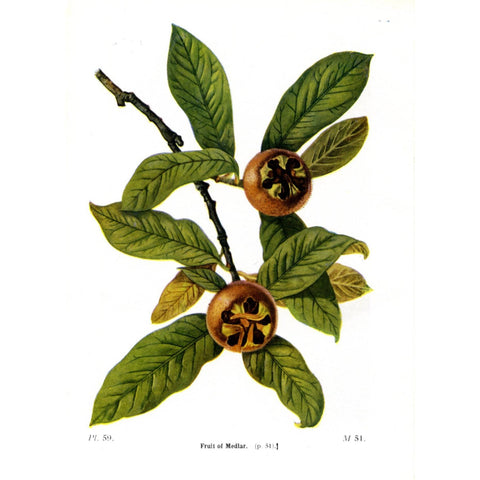 Antique Botanical Tree Print 'Fruits of Medlar'