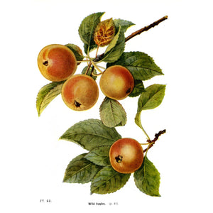 Antique Botanical Tree Print 'Wild Apples'