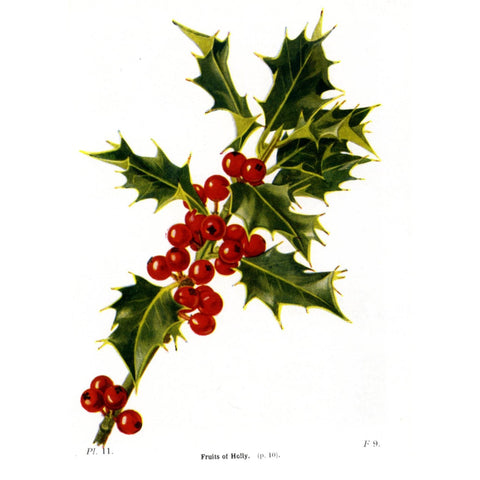 Antique Botanical Tree Print 'Fruits of the Holly'