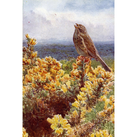 Vintage Ornithology Birds Print 'Corn Bunting'