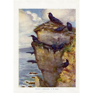 Vintage Ornithology Birds Print 'Choughs'