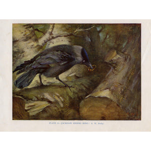 Vintage Ornithology Birds Print 'Jackdaw Hiding Ring'