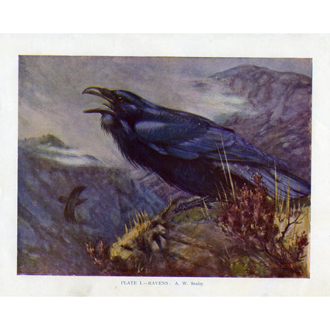 Vintage Ornithology Birds Print 'Ravens'