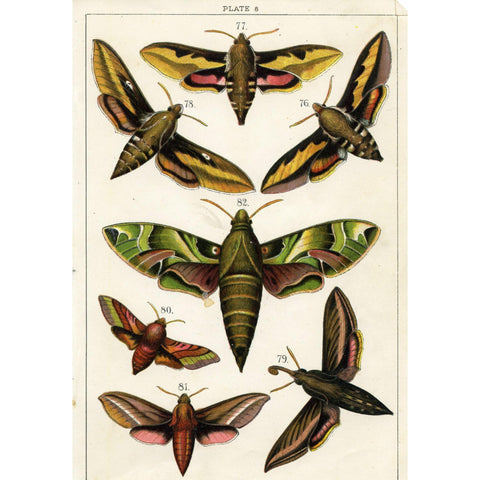 Vintage Moth Print, Vintage Entomology Print