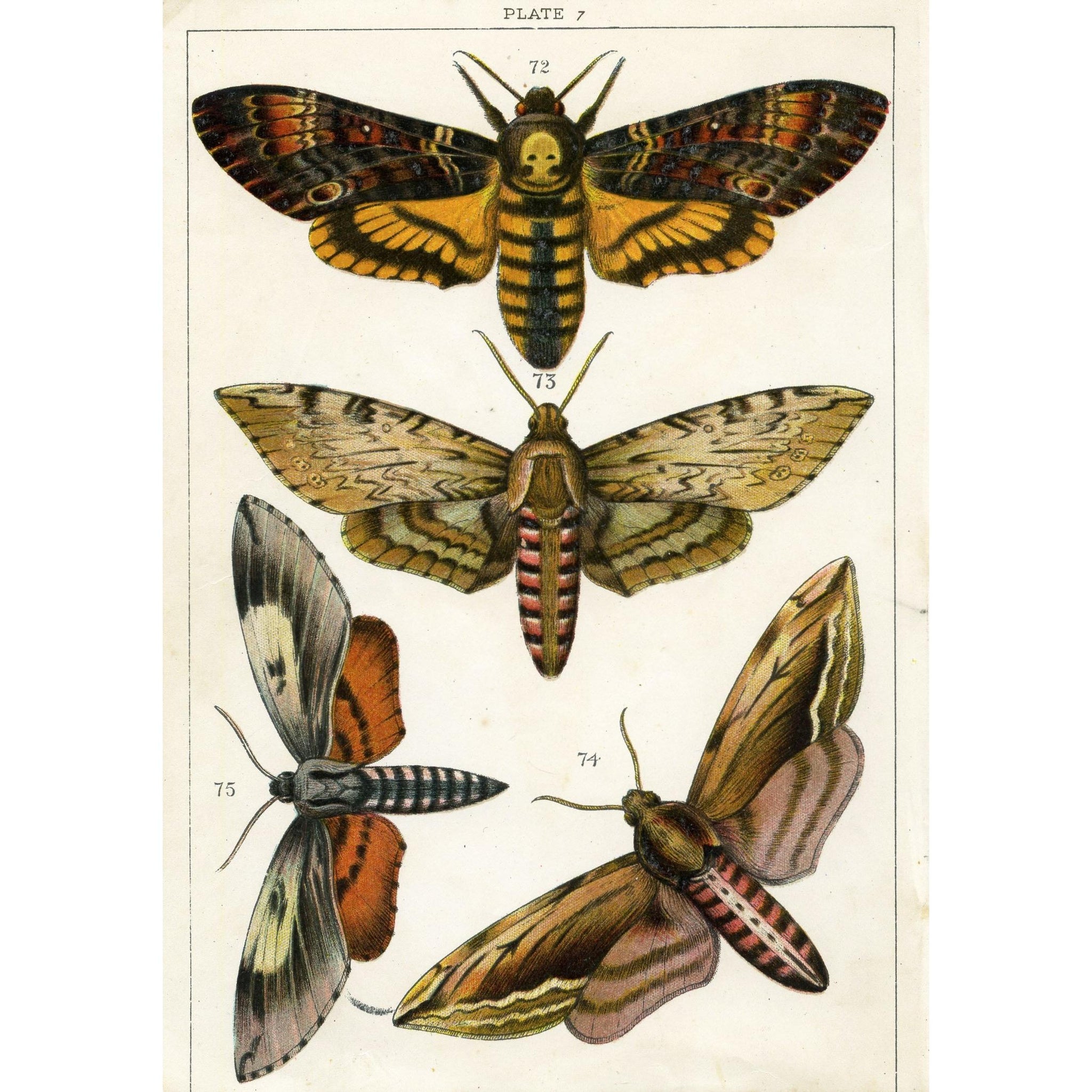 Vintage Moth Print, Vintage Entomology Print