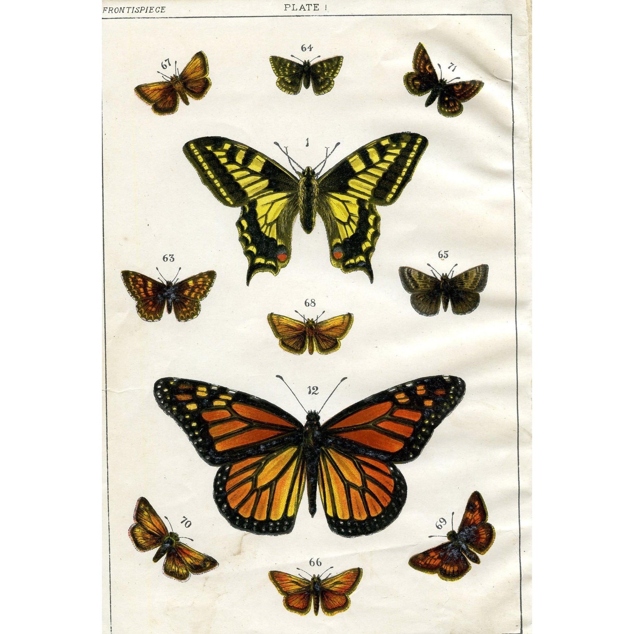 Vintage Butterfly Print, Vintage Entomology Print, Natural History Print, Insect Illustrations and Prints