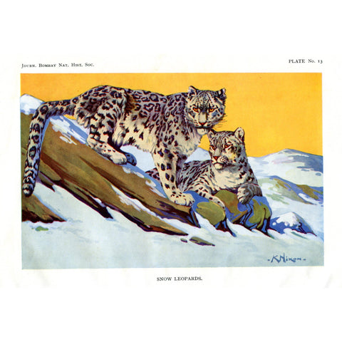 Vintage Natural History Print 'Snow Leopards'