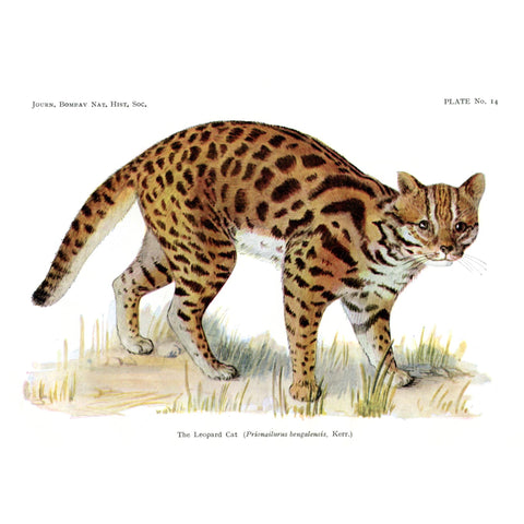 Vintage Natural History Print 'The Leopard Cat'