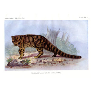 Vintage Natural History Print 'The Clouded Leopard'