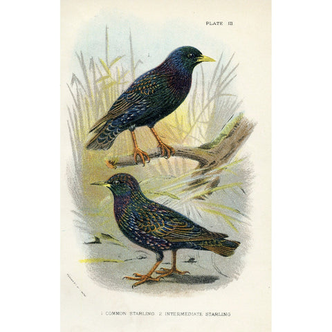 Antique Natural History Print 'Common Starling', V