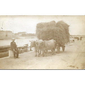 Rural Scene Postcard with Oxen