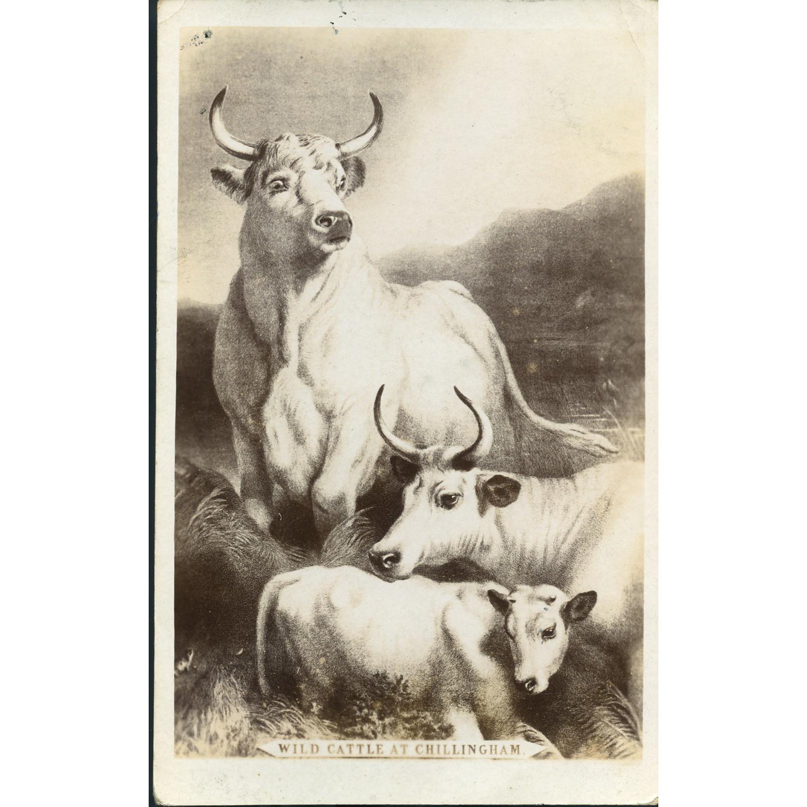 Postcard 'Wild Cattle at Chillingham'