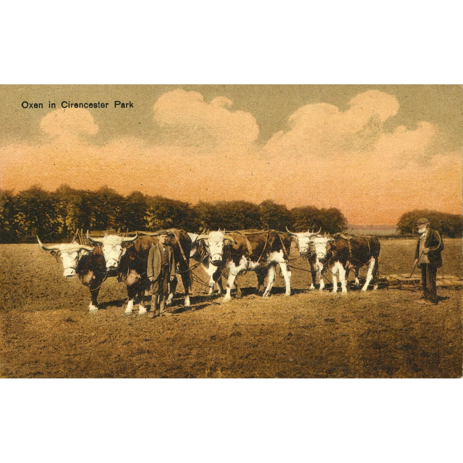 Postcard 'Oxen in Cirencester Park'