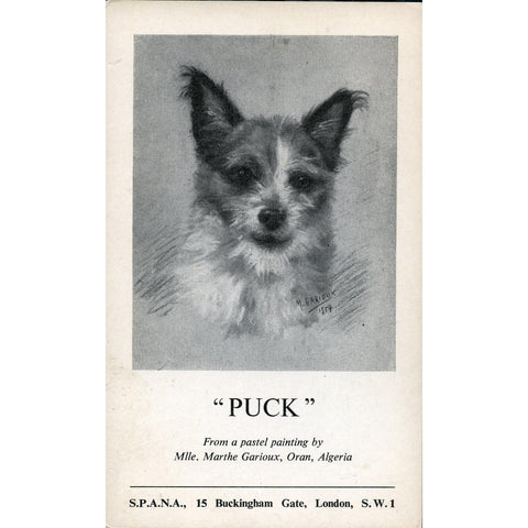 S.P.A.N.A. , London Terrier Dog Postcard 'Puck'