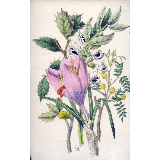 Antique Botanical Hand Coloured Print 'Flowers from the Holy Land' 1851, Botanical Art, Vintage Flower Print, Botanical Illustration