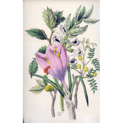 Antique Botanical Hand Coloured Print 'Flowers from the Holy Land' 1851, Botanical Art, Vintage Flower Print, Botanical Illustration