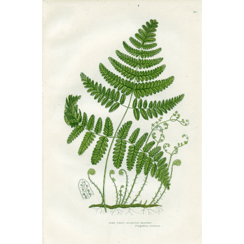 Antique Botanical Fern Print 'Rigid Three Branched Polypody', Botanical Art, Scientific Botanical Illustration